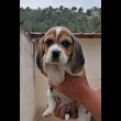 sarl-puech-rouch---beagle-st-chinian