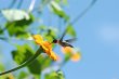 le-jardin-des-colibris