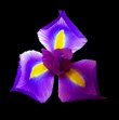fleurs-aux-iris