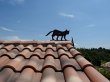 le-chat-sur-le-toit